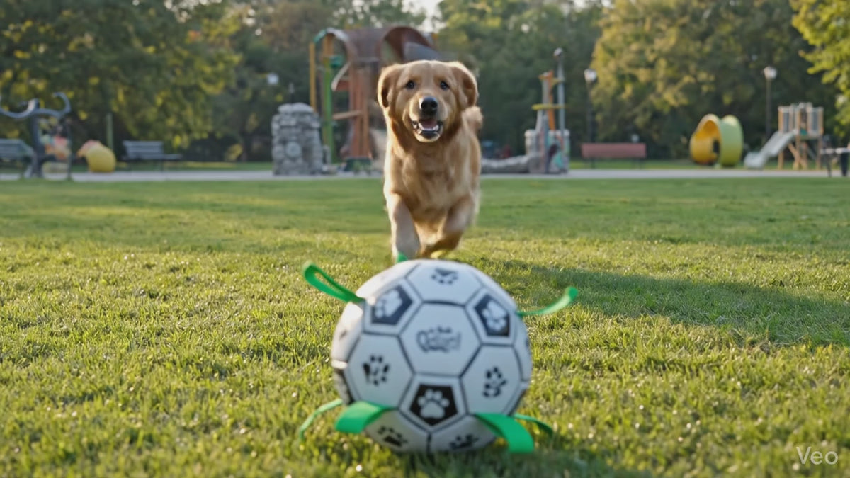 Interactive Dog Soccer Ball